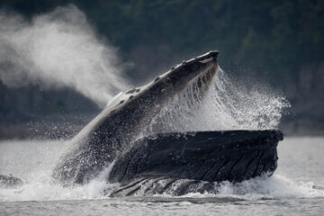 Feeding Humpback Whale, Alaska