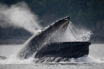 Fototapeta premium Feeding Humpback Whale, Alaska