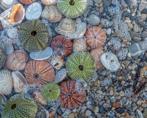 colorful sea urchins and shells in sea water with bubbles, natural pattern background