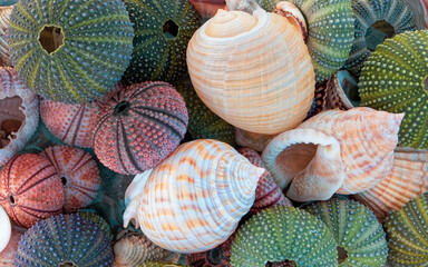 a collection of sea shells and colorful sea urchins in sea water closeup