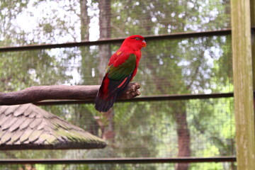Parrot photo taken from Kuala Lumpur Bird Park, KL, Malaysia.