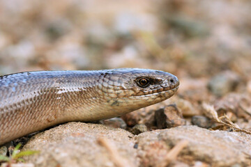 male Anguis colchica portrait