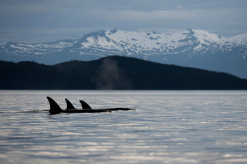 Orca Whales, Frederick Sound, Alaska, USA