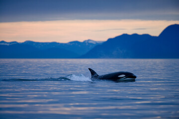 Orca Whale, Alaska, USA