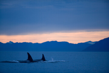 Orca Whales, Alaska, USA