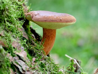 schöne Braunkappe wächst direkt an einem Baumstamm