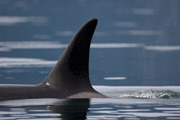 Orca Whale, Alaska