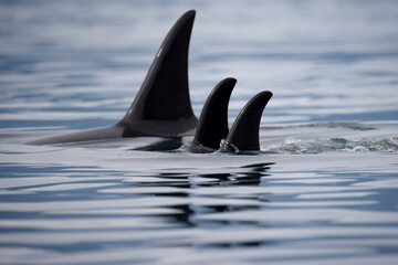 Orca Whales, Alaska © Paul