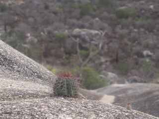 Semi-desert Landscape 22