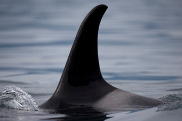 Orca Whale Fin, Alaska