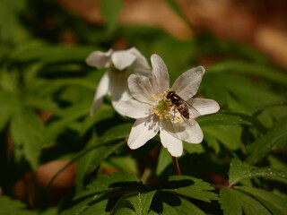 Hoverfly on wood anemone flower (Anemone nemorosa), Gdansk, Poland