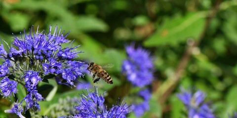 Pszczoła miodna (Apis mellifera) na kwiatach barbuli klandońskiej (Caryopteris clandonensis Blue Cloud) 