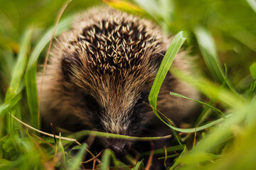 hedgehog in the grass © Kristyna