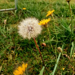 dandelion on the grass