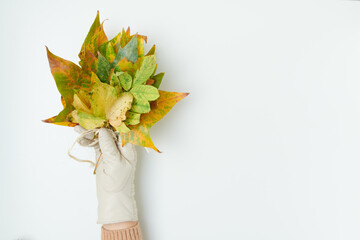autumn background on white