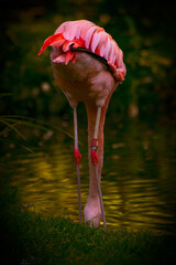 Flamingo Feeding