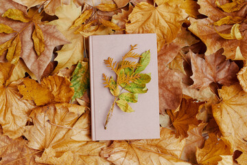 autumn background with leaves and book