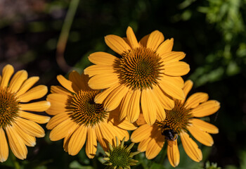 Flowers of  Echinacea - an herb stimulating the immune system