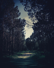 Dark path
