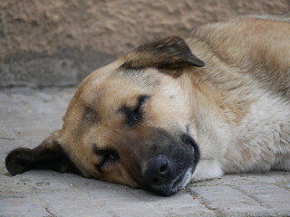 Portrait of a large mongrel dog sleeping on a hot summer day. A large light brown male with drooping ears is resting.