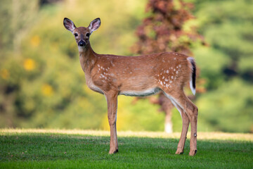 White-tailed deer fawn (odocoileus virginianus) in early september with spots starting to fade