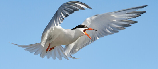 Adult common tern with open beak  in flight on the blue sky background. Close up. Scientific name: Sterna hirundo