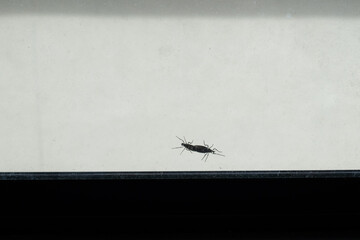 two lovebugs on the window