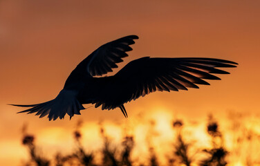 Obraz premium Silhouette of flying common tern. Flying common tern on the sunset sky background. Back sunlight. Scientific name: Sterna hirundo.