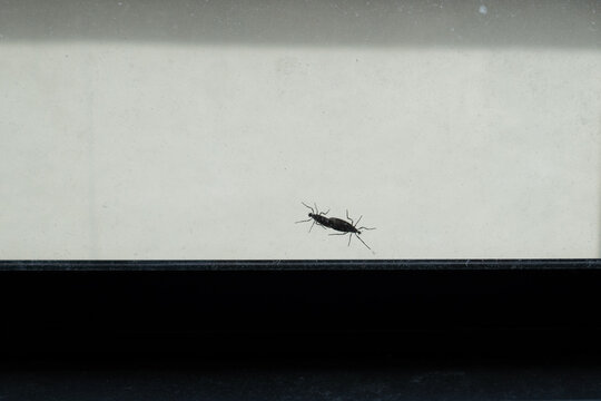 two lovebugs on the window