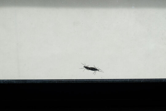 two lovebugs on the window