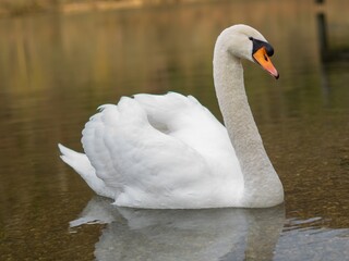 Swan