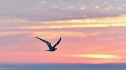 Fototapeta na wymiar Silhouette of flying common tern. Flying common tern on the sunset sky background. Back sunlight. Scientific name: Sterna hirundo.
