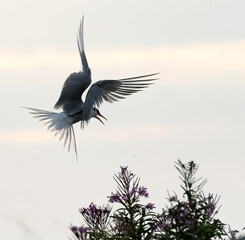 Silhouette of flying common tern in sunset light. Sunset sky background. Scientific name: Sterna hirundo.