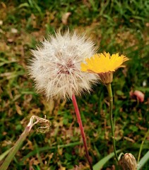 dandelion in two phases