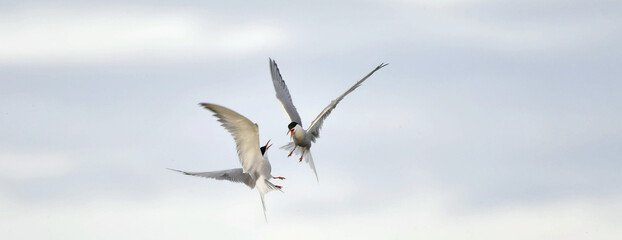 Showdown in the sky. Common Terns interacting in flight. Adult common terns in flight on the blue sky background. Scientific name: Sterna hirundo
