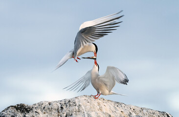 Ritual courtship of terns during the mating season. Common Terns interacting. Adult common terns in sunset light on the sky background. Scientific name: Sterna Hirundo.