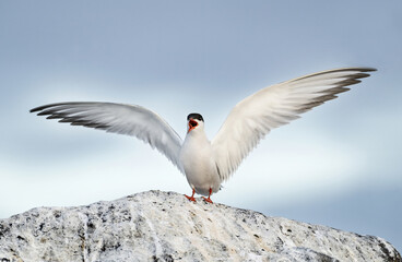 A tern with an open beak and spread wings sits on a stone. Adult common terns against the blue sky. Close-up, front view. Scientific name: Sterna hirundo.