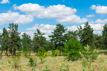 Beautiful forest landscape with green trees, yellow grass, white clouds against the blue sky.