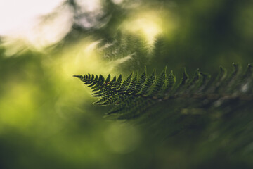 
Fern in the forest ambient Light through the trees 