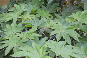 castor bean plant and green leaves