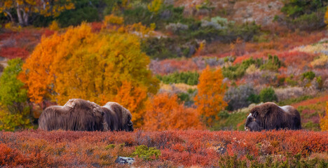 Muskoxen on Dovrefjell national park in Norway in autumn colors