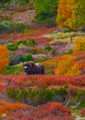 Muskoxen on Dovrefjell national park in Norway in autumn colors