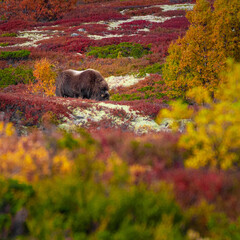Muskoxen on Dovrefjell national park in Norway in autumn colors
