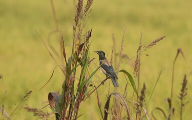 rosy starling