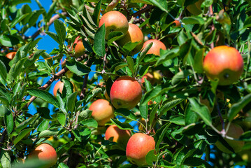 a group of apples on an apple tree