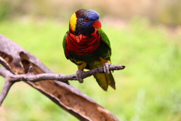 Parrot photo taken from Kuala Lumpur Bird Park, KL, Malaysia.