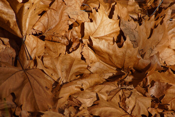 Imagen de otoño con hojas caídas