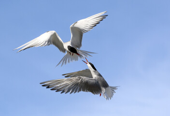 Showdown in the sky. Common Terns interacting in flight. Adult common terns in flight on the blue sky background. Scientific name: Sterna hirundo