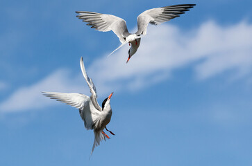 Showdown in the sky. Common Terns interacting in flight. Adult common terns in flight on the blue sky background. Scientific name: Sterna hirundo