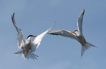 Showdown in the sky. Common Terns interacting in flight. Adult common terns in flight on the blue sky background. Scientific name: Sterna hirundo